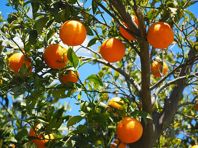 pomeranče na stromě